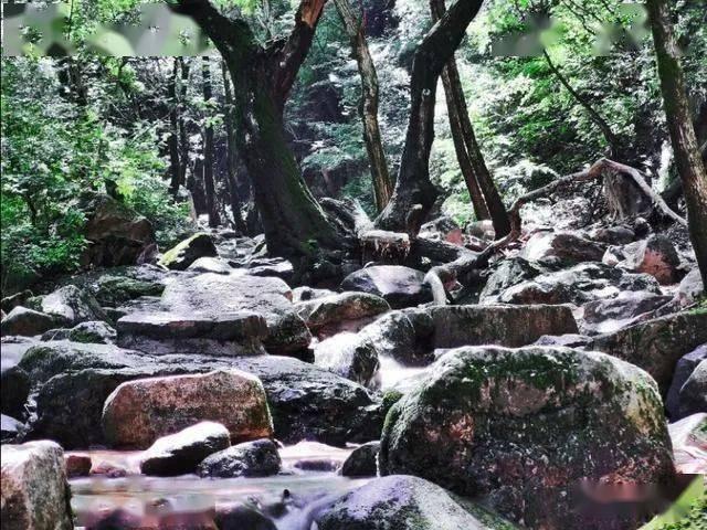 救援小橘猫